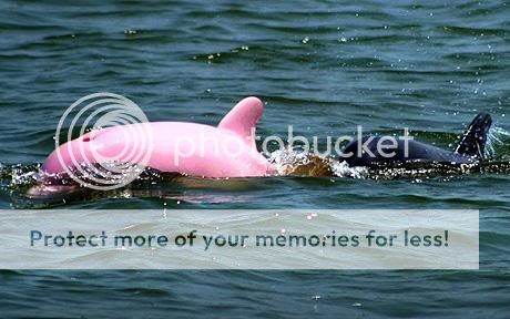 Interesting Animals! (Probably image heavy) Pink_dolphin_1358282c