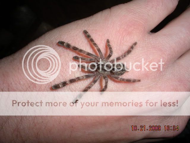 Handling my female P. regalis DSCN1970