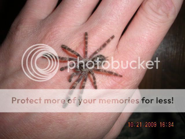 Handling my female P. regalis DSCN1973