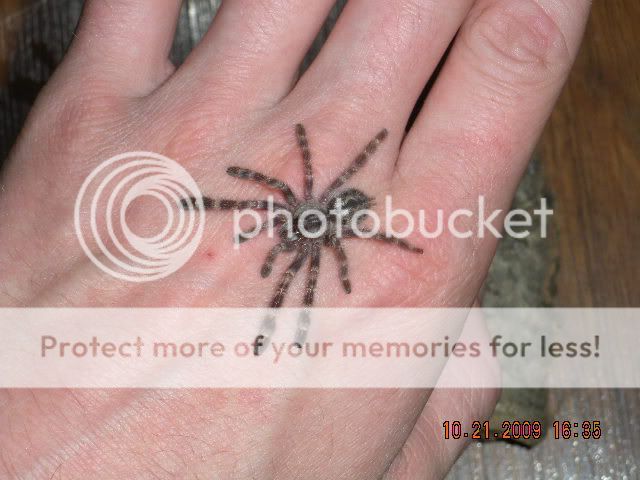 Handling my female P. regalis DSCN1976