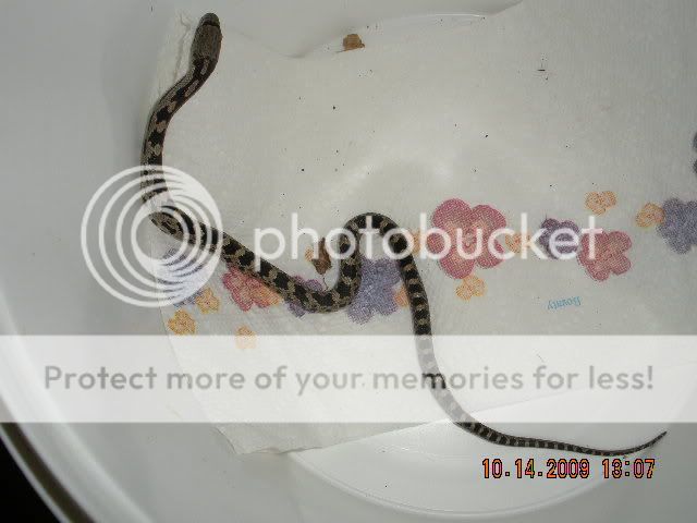 ID This Snake (black rat???) DSCN1930
