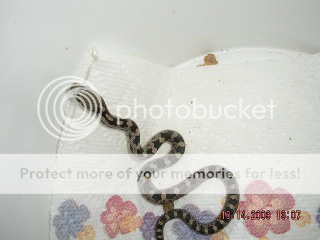 ID This Snake (black rat???) DSCN1931