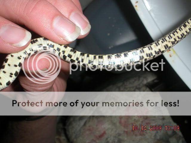 ID This Snake (black rat???) DSCN1933