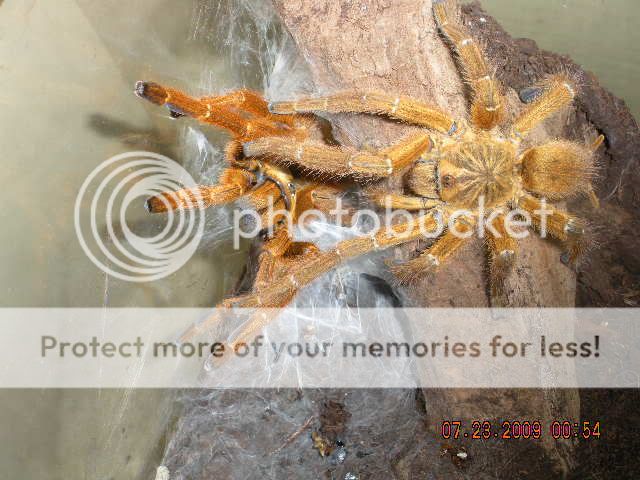 Female OBT #2 Breeding... DSCN1445