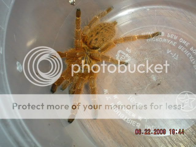 Tarantula pics! DSCN1089