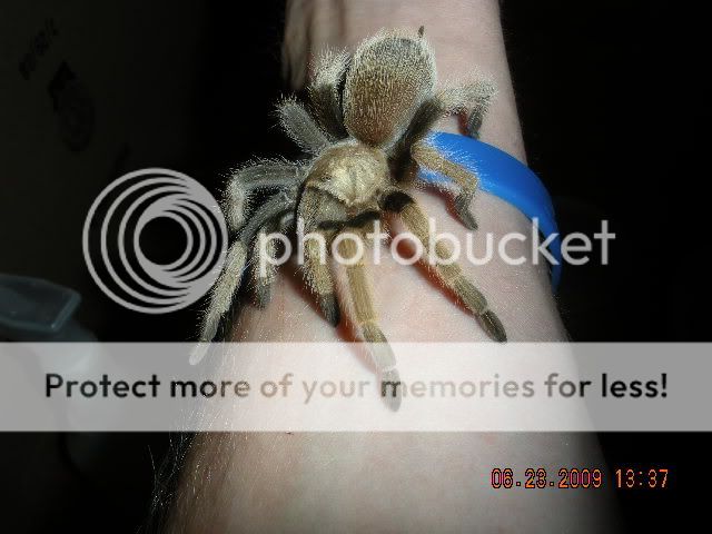 Tarantula pics! DSCN1121