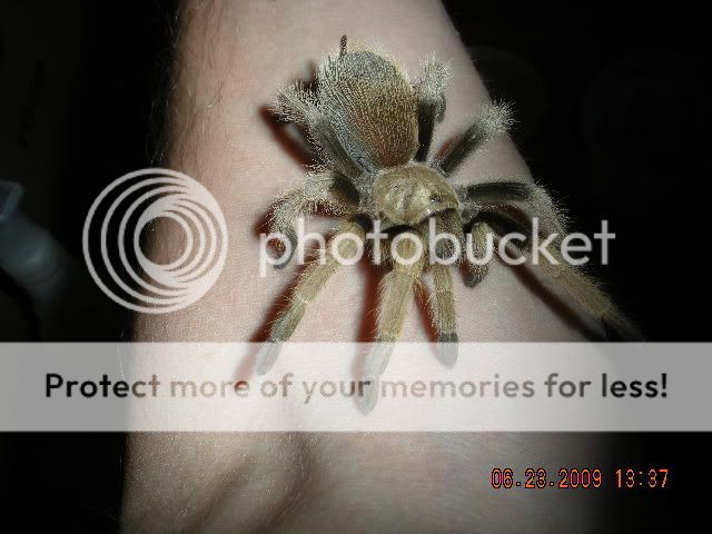 Tarantula pics! DSCN1122