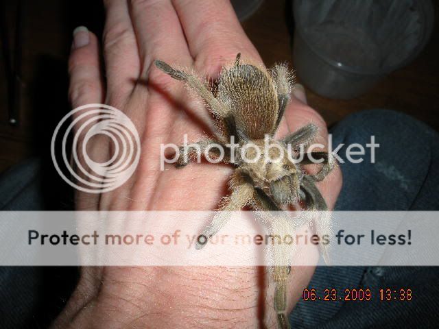 Tarantula pics! DSCN1123