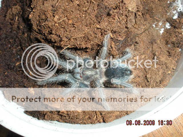 Phormictopus Sp. Purple DSCN1656
