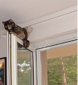 [PokeCommunity.com] Cats