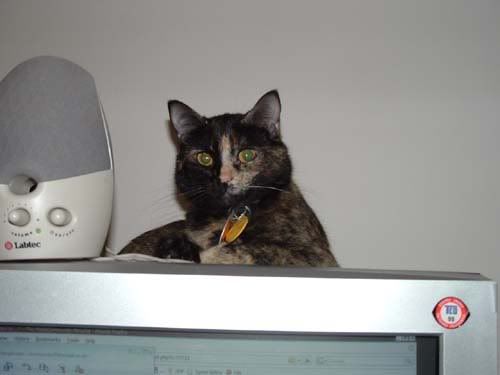 [PokeCommunity.com] Cats
