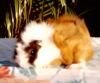 Kat's 'Little Soli' - POTM August 2005