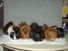 Cynthia's 'Cookie', 'Caramilk', 'Survivor', 'Cyclone', & 'Twister'