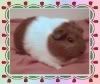 Jonathan's 'Puff' - passed away September 06