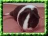 Jonathan's 'Oreo'