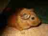 Jessica's 'Guinea'
