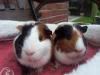 Nicole's 'Patch' and 'Chester'