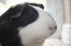 Piggyluvr's 'Serene'