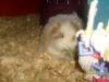 Rachelle's 'Ziggy'