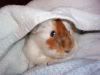 Rachelle's 'Piggles' - POTM July 2008