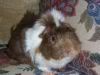Rachelle's 'Fuzz'