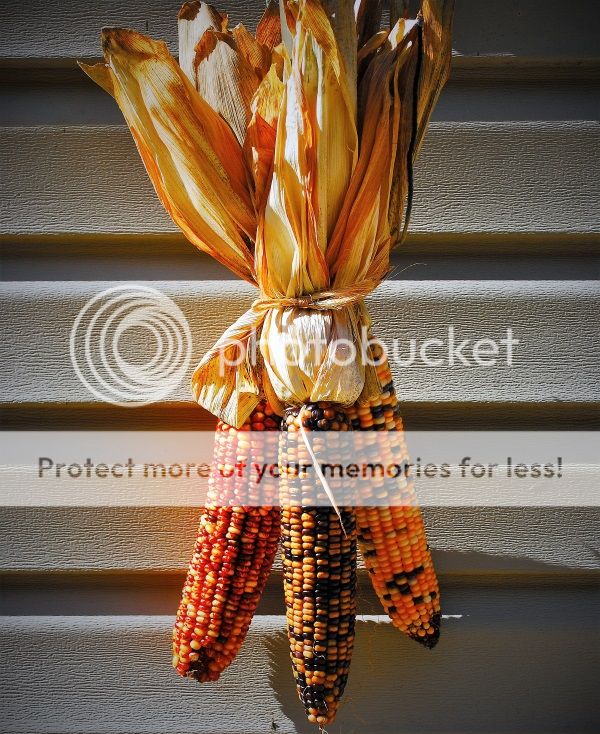  photo foodMichaelIndian Corn_zpsvolbl6xd.jpg