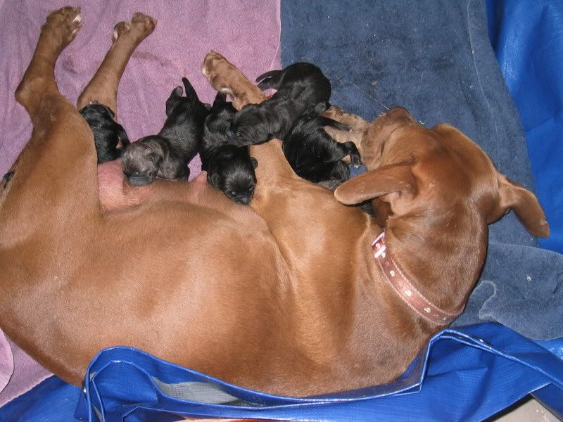 Brittle's Puppies!!!!! IMG_2400