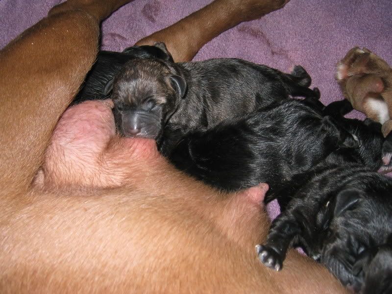 Brittle's Puppies!!!!! IMG_2402