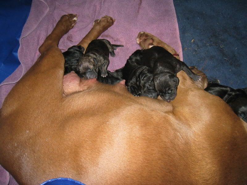 Brittle's Puppies!!!!! IMG_2404