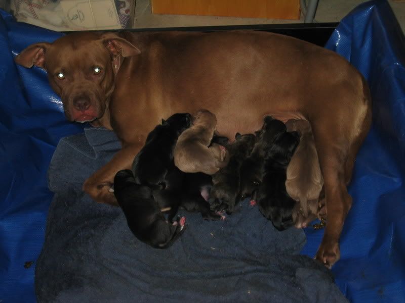 Brittle's Puppies!!!!! IMG_2406
