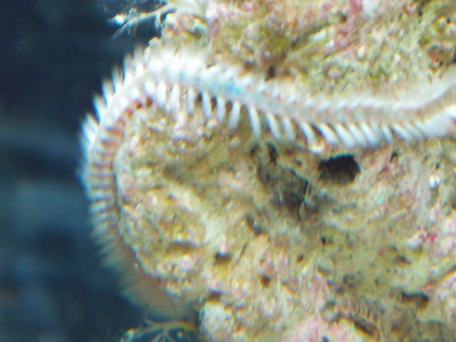 worm ID? - The Reef Tank