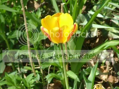 Image hosted by Photobucket.com