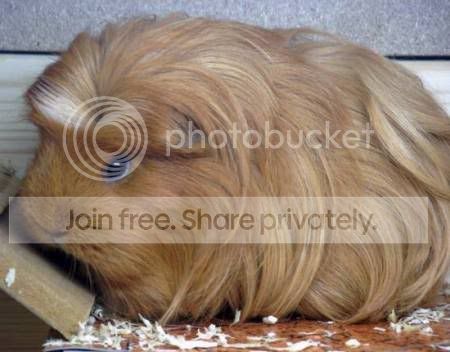 ruby_coronet-714090.jpg