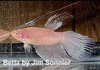 Crowntail albinos AlbinosJim