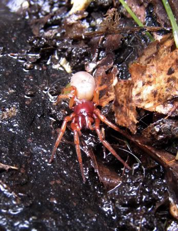 365 Urban Species. #098: Woodlouse Spider: urbpan — LiveJournal