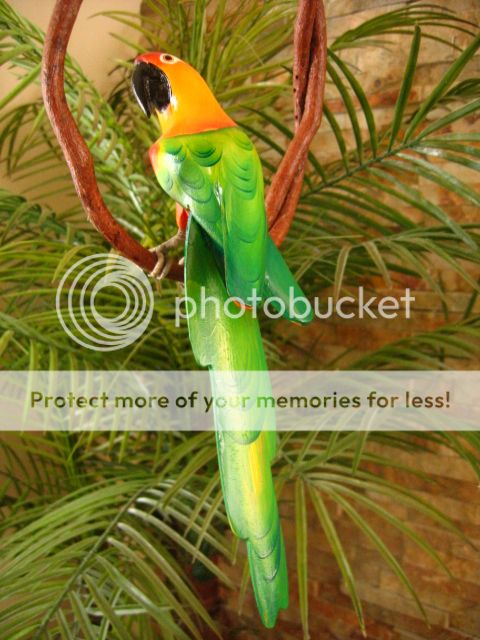 SUN CONURE PARAKEET   TROPICAL RAIN FOREST/TIKI 13  