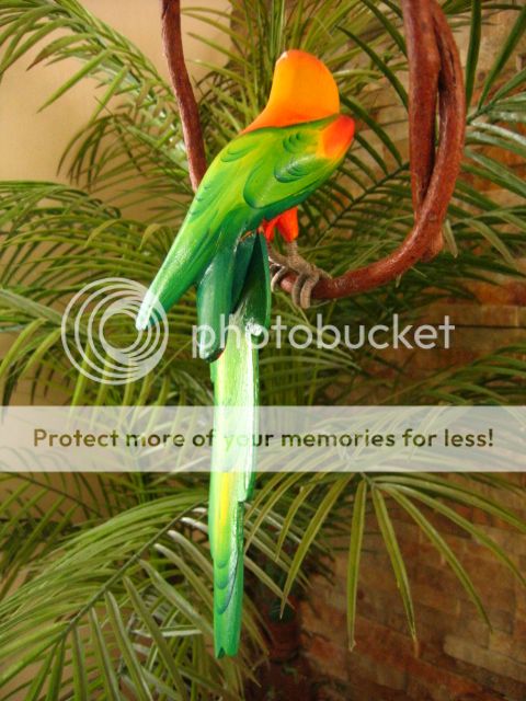 SUN CONURE PARAKEET   TROPICAL RAIN FOREST/TIKI 13  