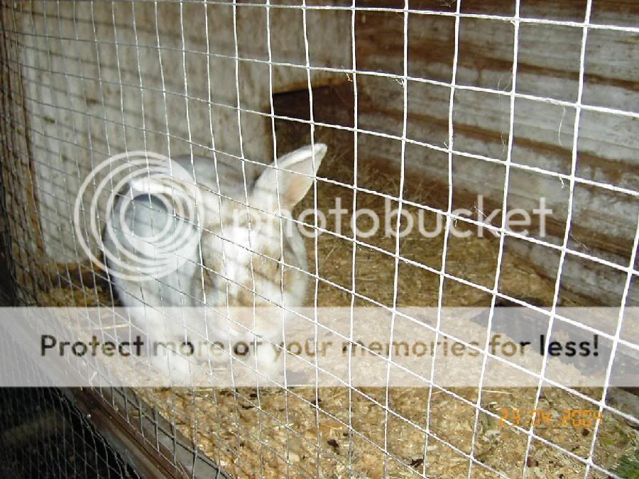 past bunnies- add your pics KIF_0011