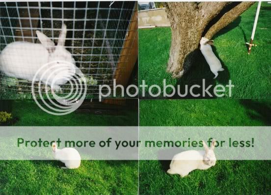 past bunnies- add your pics Fleurmix