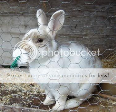past bunnies- add your pics Grovieedit
