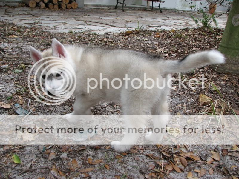 Photos Of the the mysteriouse husky coat transformation. 367
