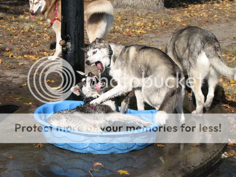 Comedic Husky Picture Thread - Page 2 IMG_2467