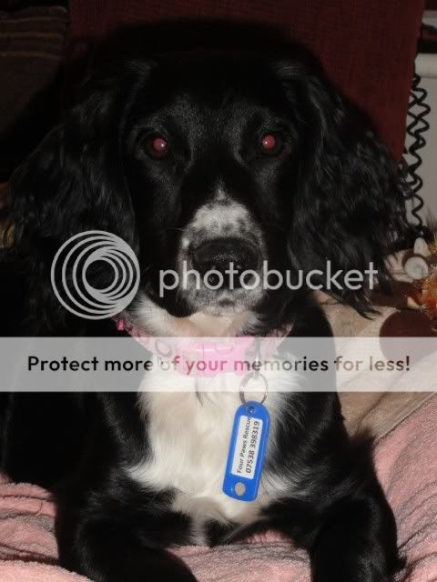 Molly - 6mth Working Cocker Spaniel - fostered by Four Paws Animal Rescue (South Wales)  Mollie_workingcocker
