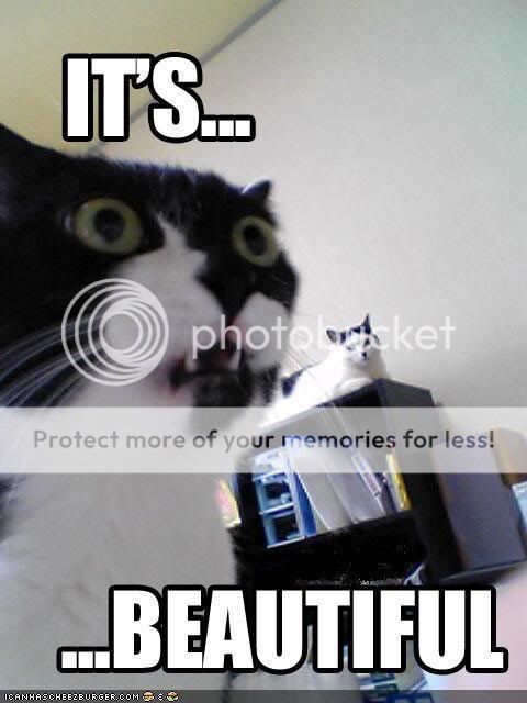 demotivators :D Funny-pictures-cat-is-amazed