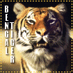 Big Cat Blinkies Bengal_tiger-lg111