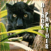 Big Cat Blinkies Black_panther-lg222