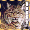 Big Cat Blinkies Bobcat-lg333