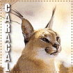 Big Cat Blinkies Caracal-lg444