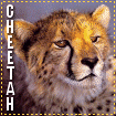 Big Cat Blinkies Cheetah-lg555