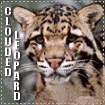 Big Cat Blinkies Clouded_leopard-lg666